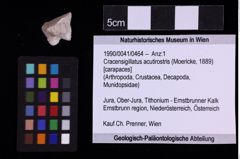 Foto (Objekt + Etiketten) von Cracensigillatus acutirostris (Moericke, 1889) (NHMW-GEO-1990-0041-0464)